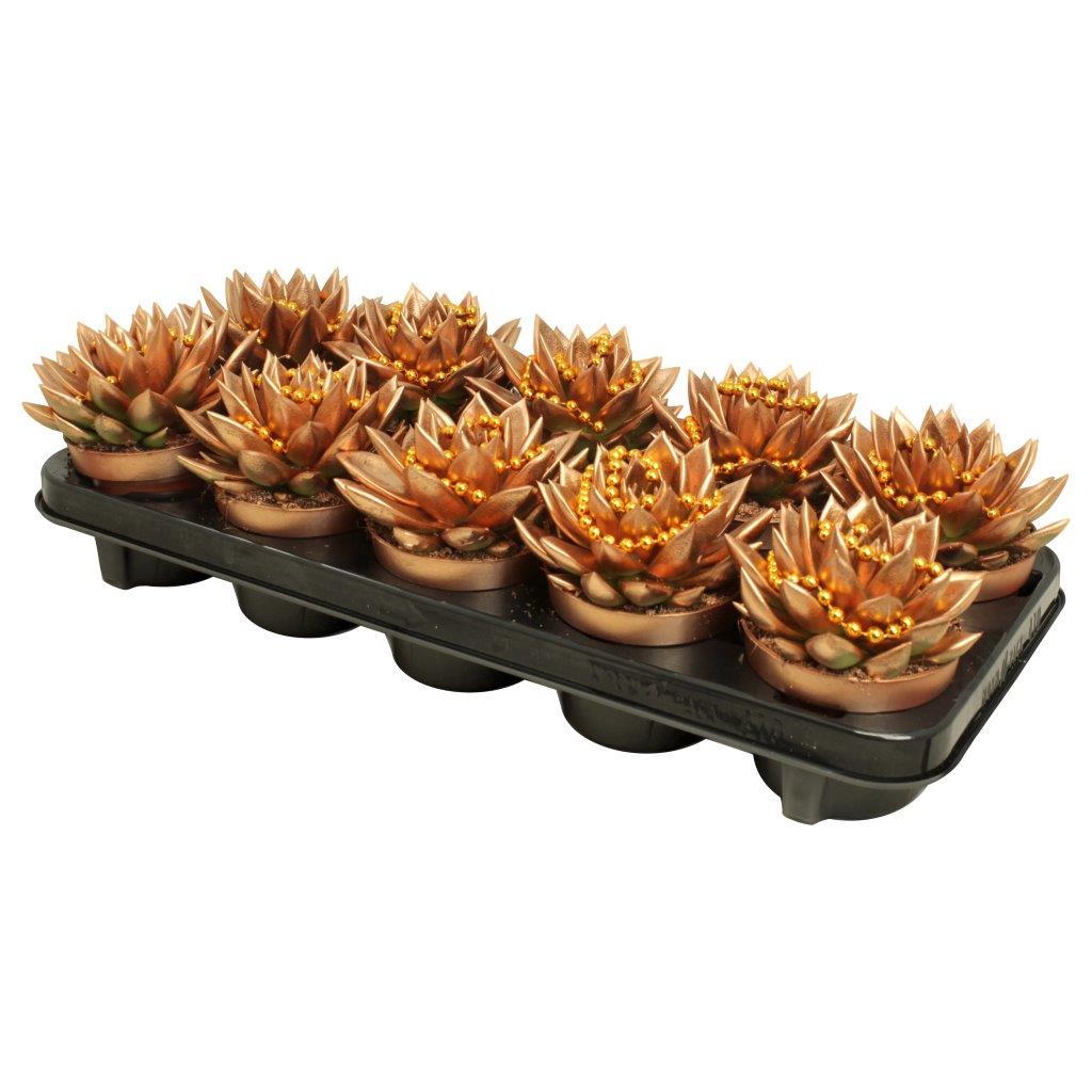 Echeveria Brown Rose 13cm 10.5cm Pot