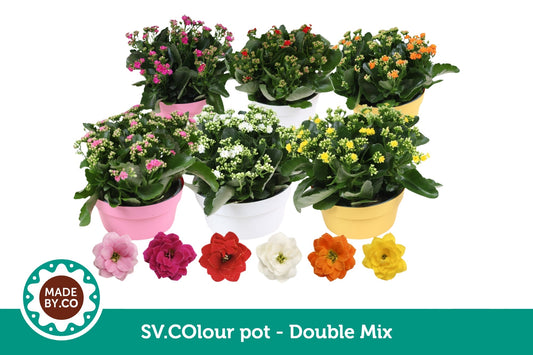 Kalanchoe mix 27cm 23cm Pot