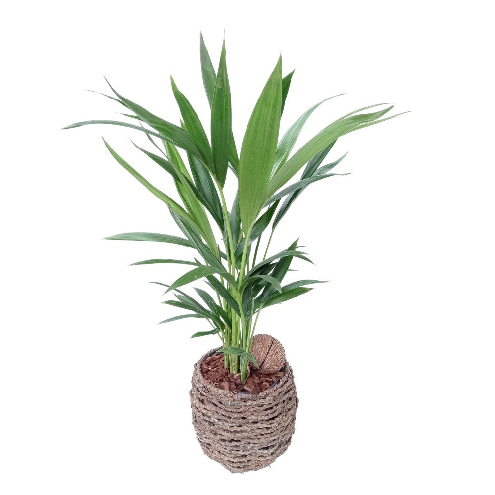 Spaargaren van Doorn BV Howea forsteriana Pack of 1