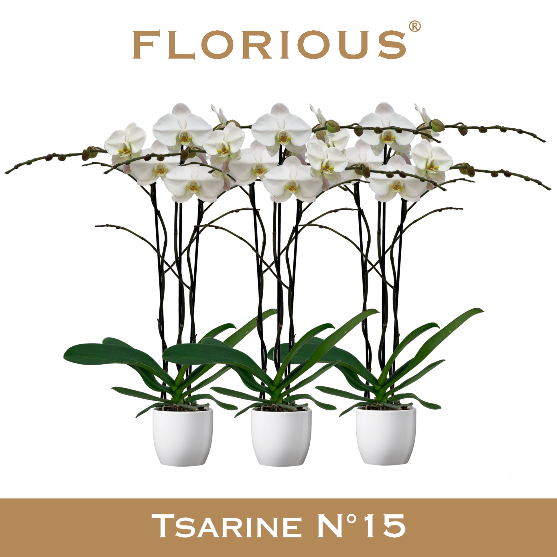 Phalaenopsis white 90cm 15cm Pot