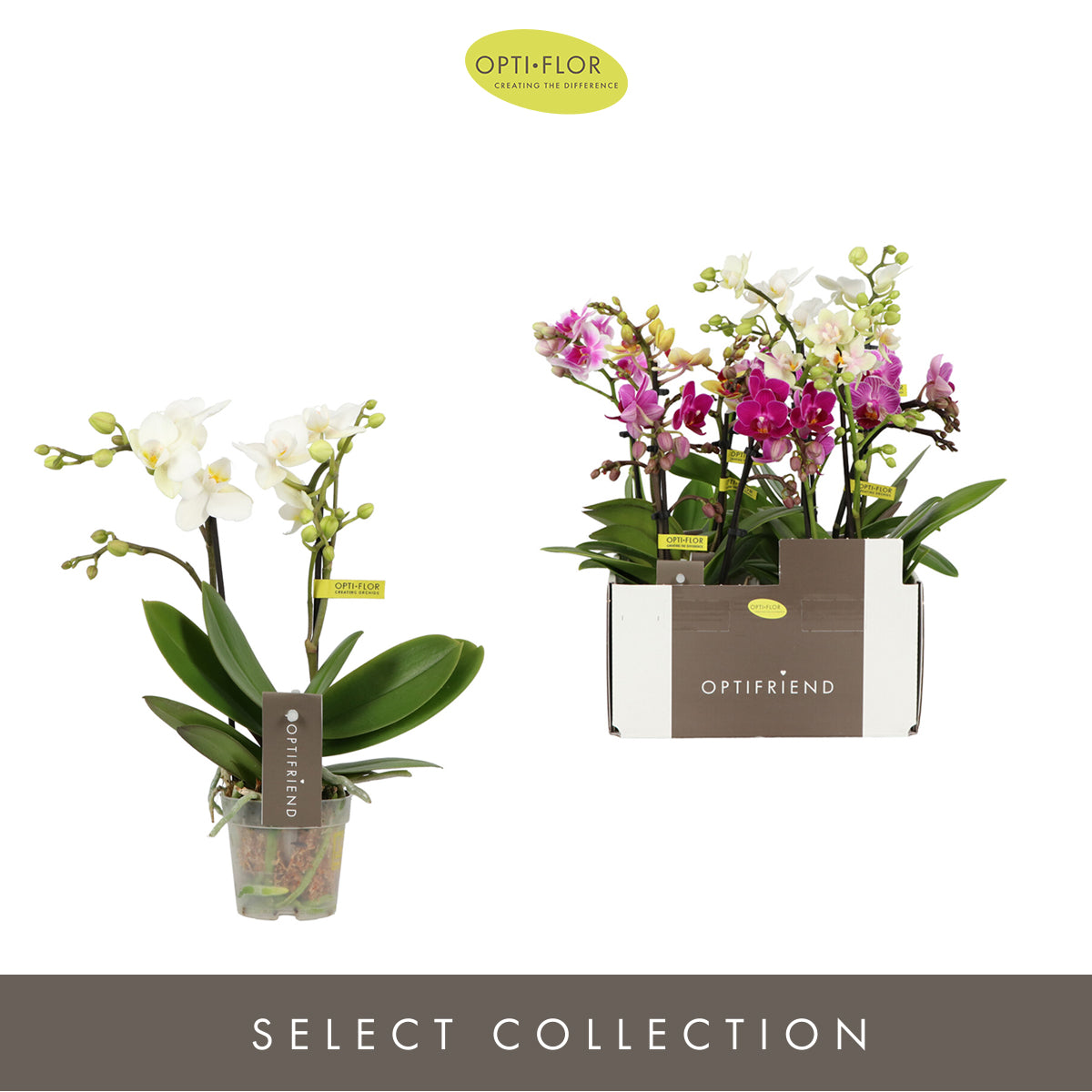 Phalaenopsis mf. Optifriend mix 25cm 7cm Pot