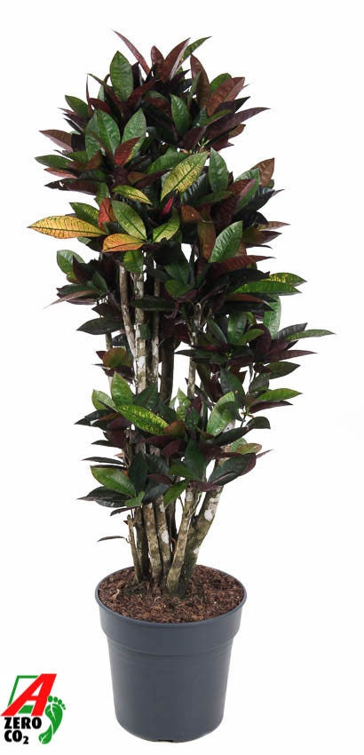Codiaeum Mrs Iceton branched 140cm 31cm Pot