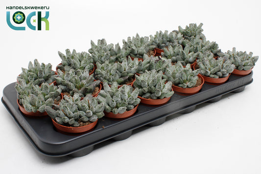 Adromischus cooperii 12cm Special Pot (508)