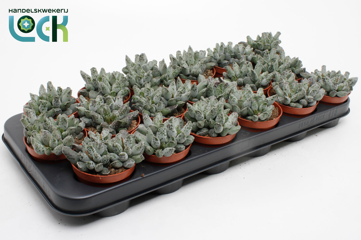 Adromischus cooperii 12cm 8.5cm Pot
