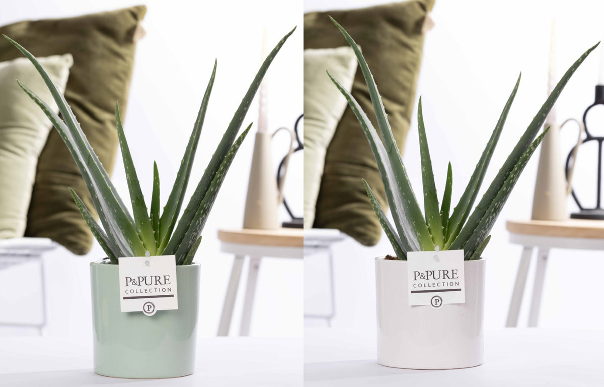 Aloe vera 40cm 12cm Pot