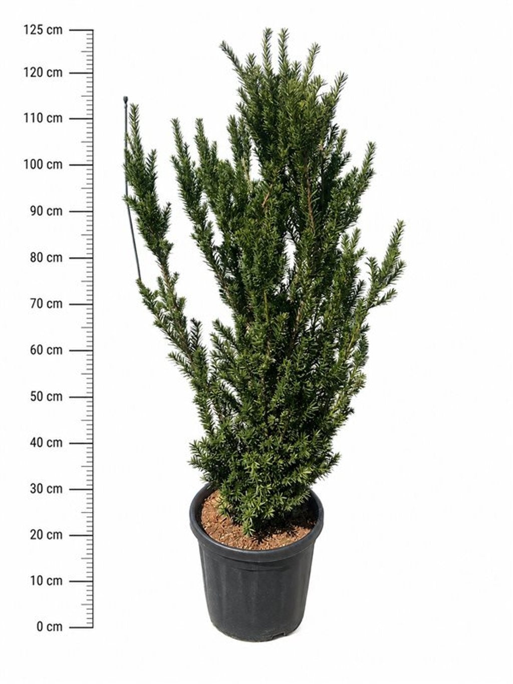 Taxus media Hillii 120cm 38cm Pot