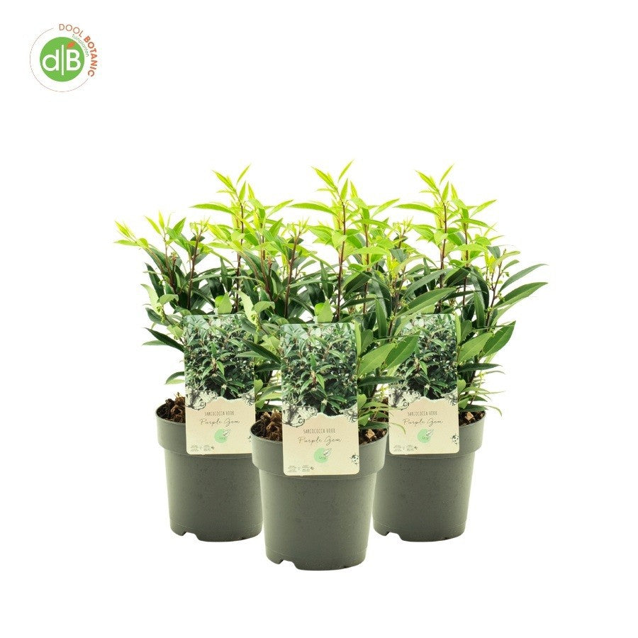 Sarcococca hookeriana humilis 35cm 15cm Pot