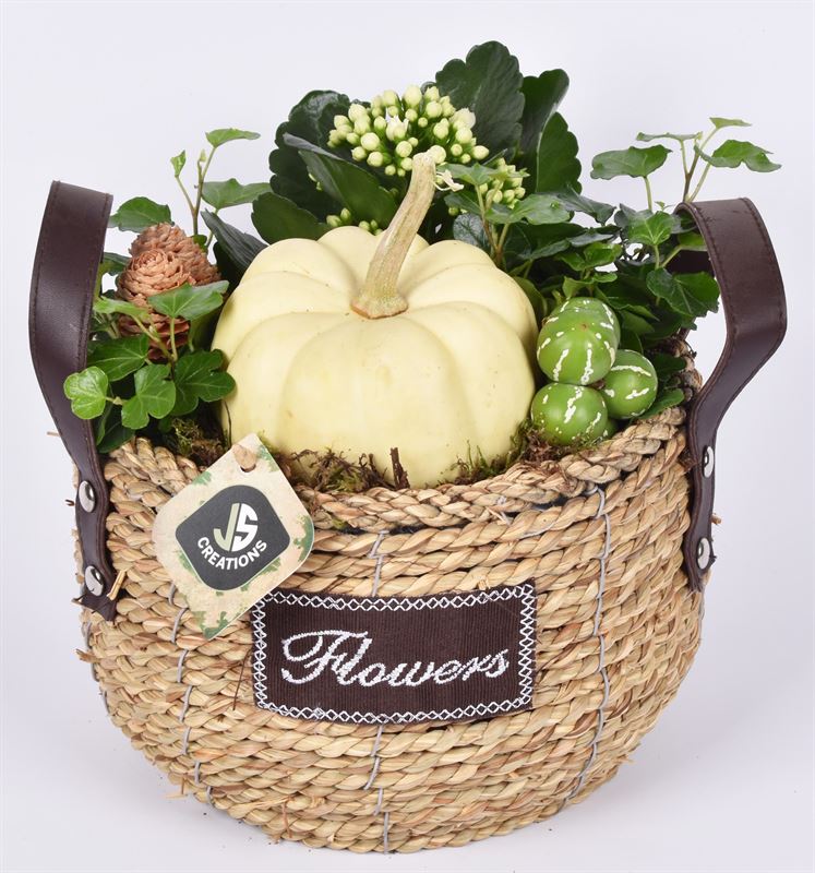 arr. Sierfruit 20cm Pot