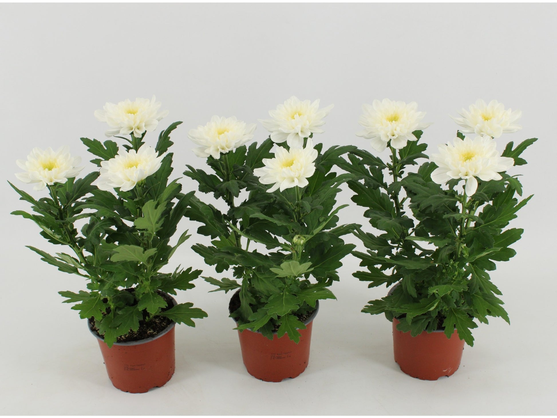 Chrysanthemum Zembla white 30cm 12cm Pot
