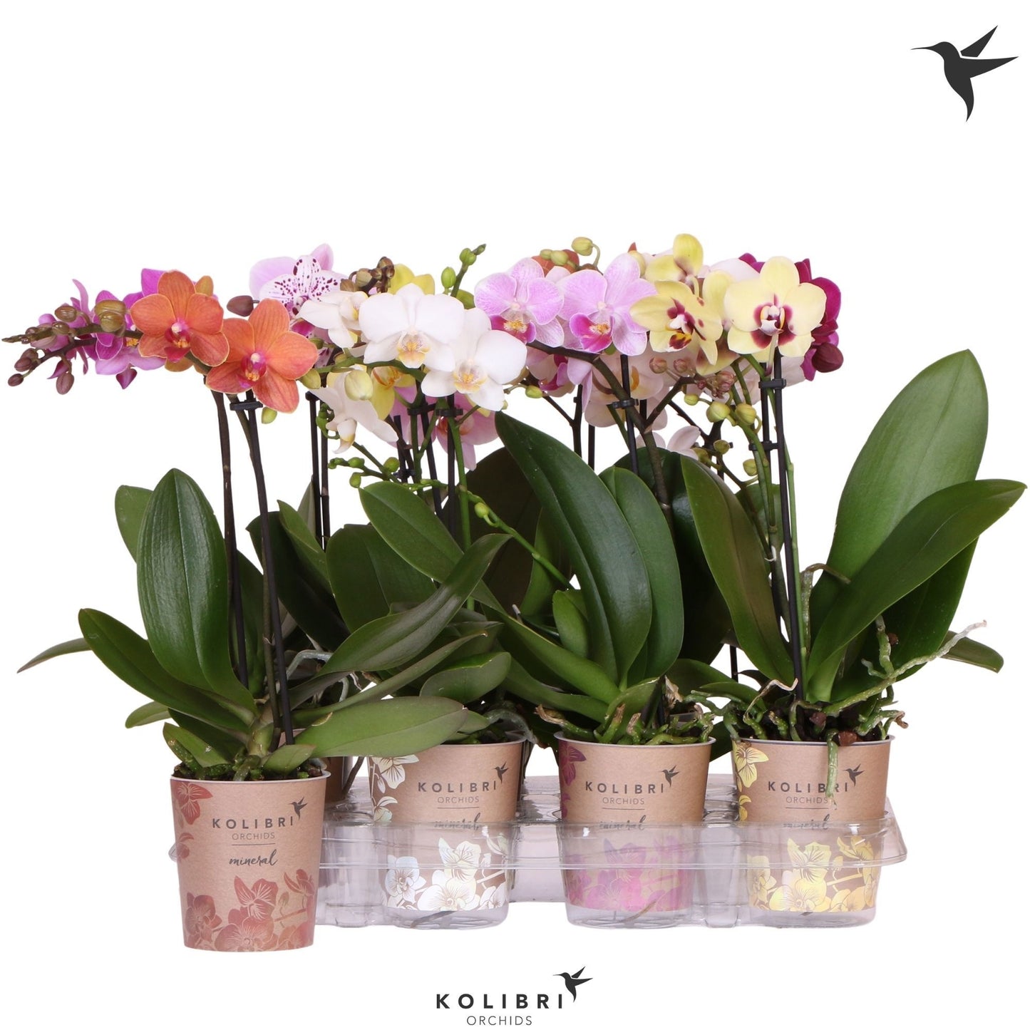 Phalaenopsis mix 40cm 9cm Pot