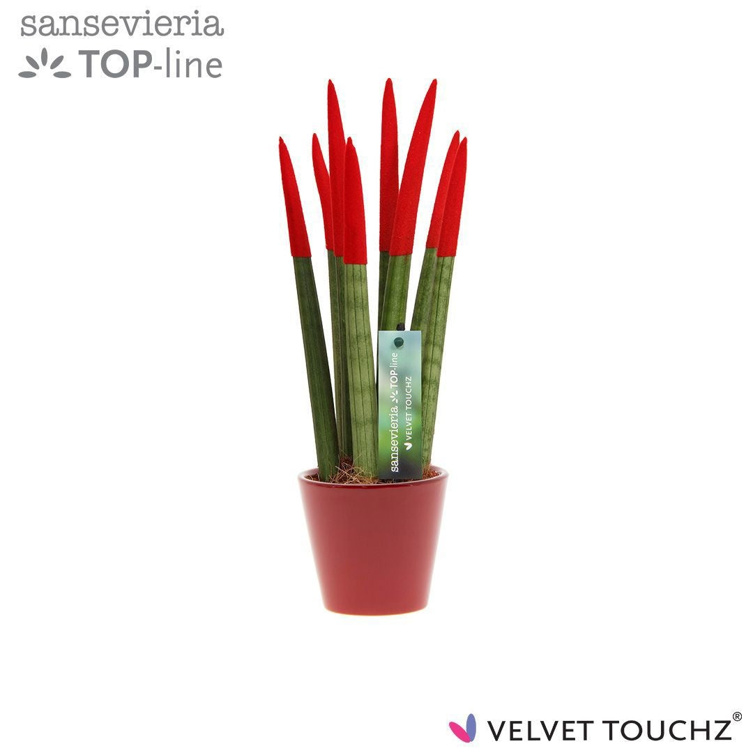 Sansevieria cylindrica 35cm 8.5cm Pot