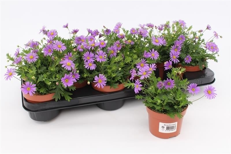 Brachyscome overig 15cm 13cm Pot