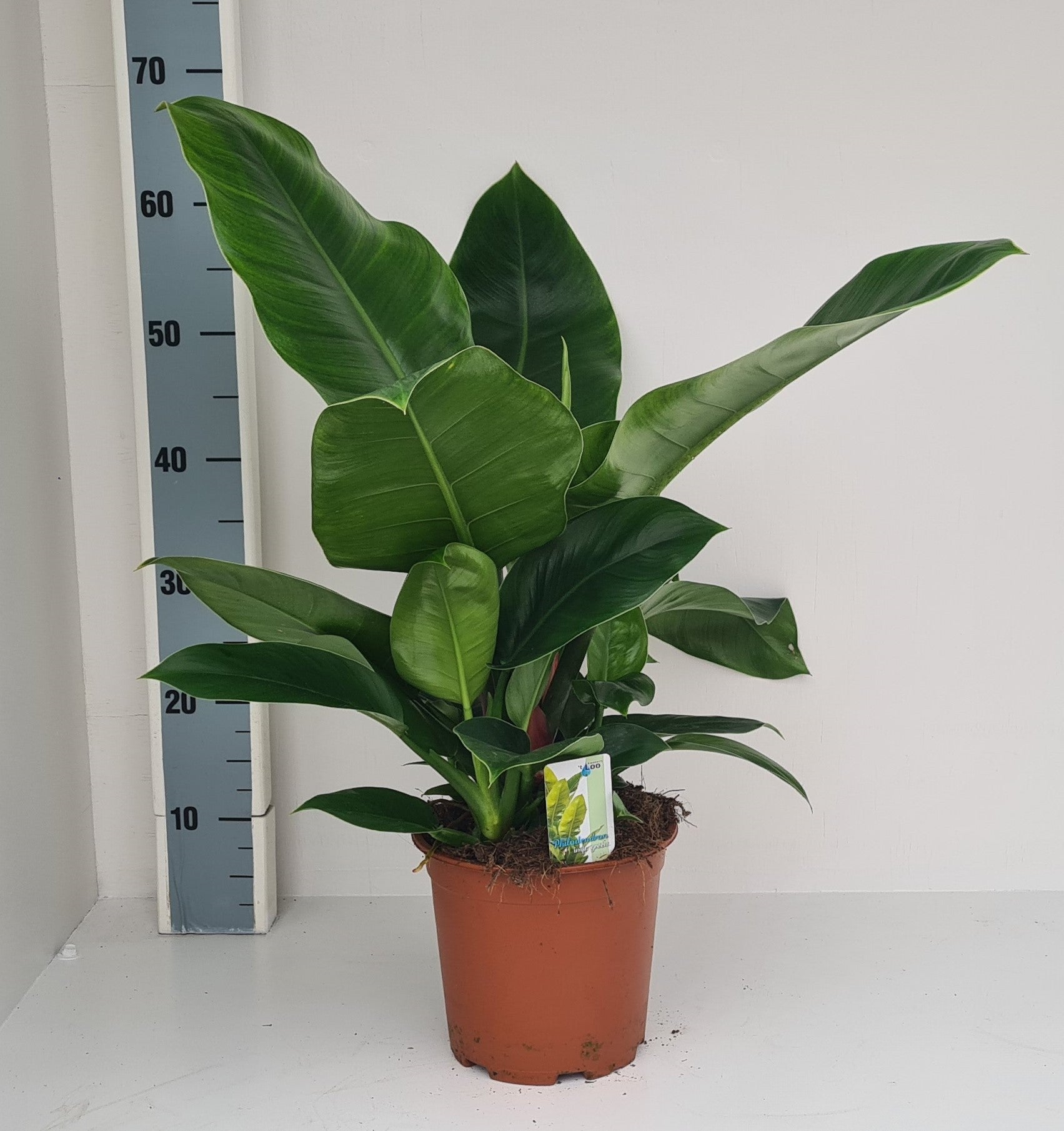 Philodendron Imperial Green 55cm 19cm Pot