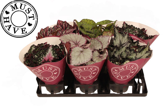 Begonia Beleaf mix 25cm 13cm Pot