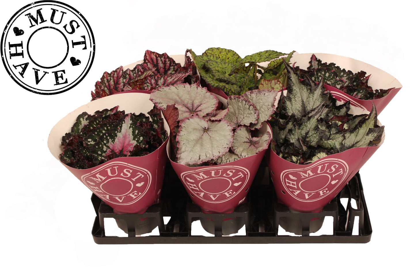 Begonia Beleaf mix 25cm 13cm Pot