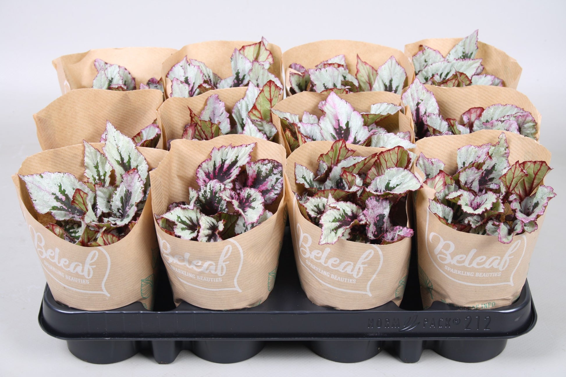 Begonia Beleaf mix 12cm 9cm Pot