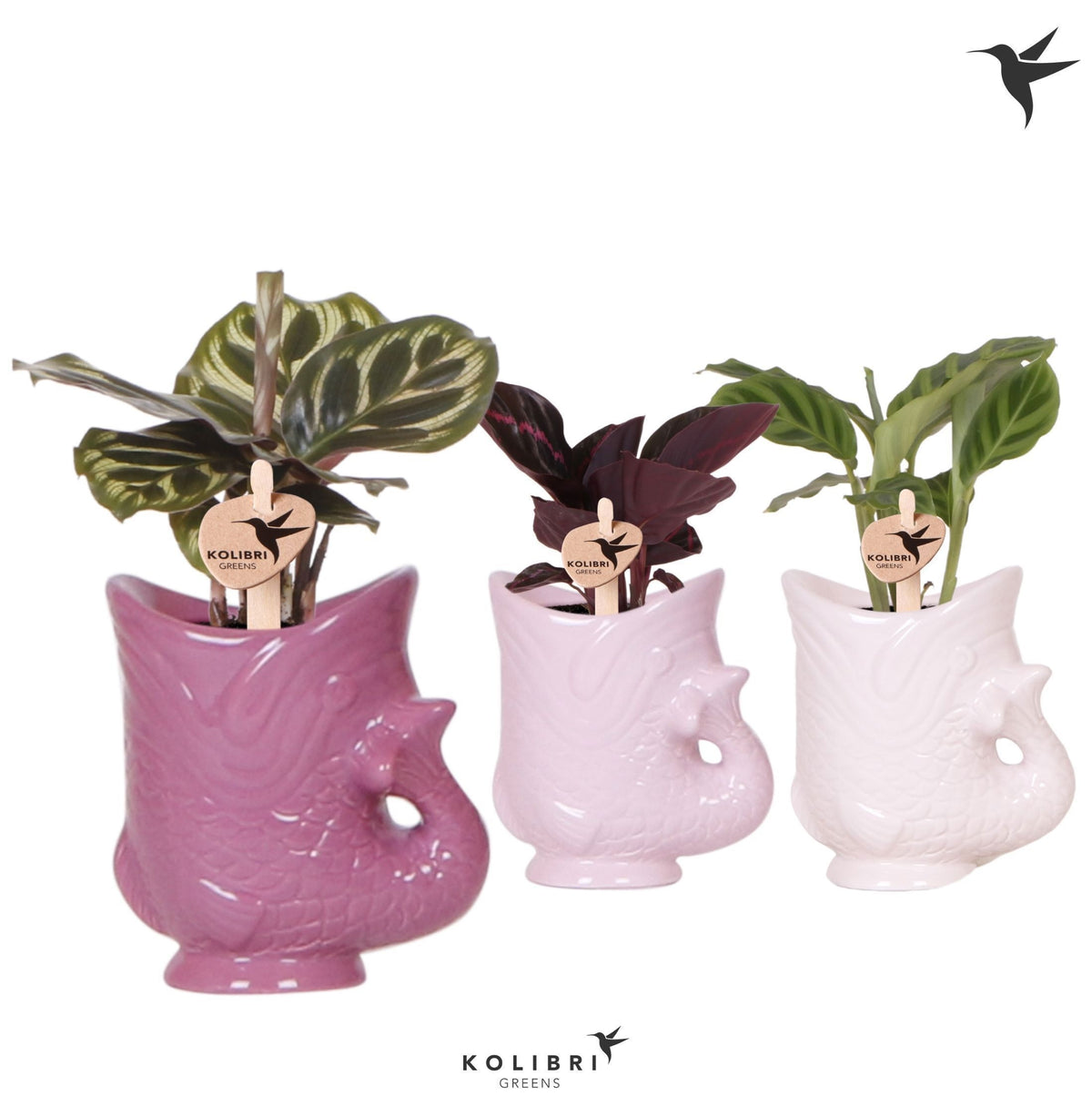 Calathea mix in ceramics 21cm 6cm Pot