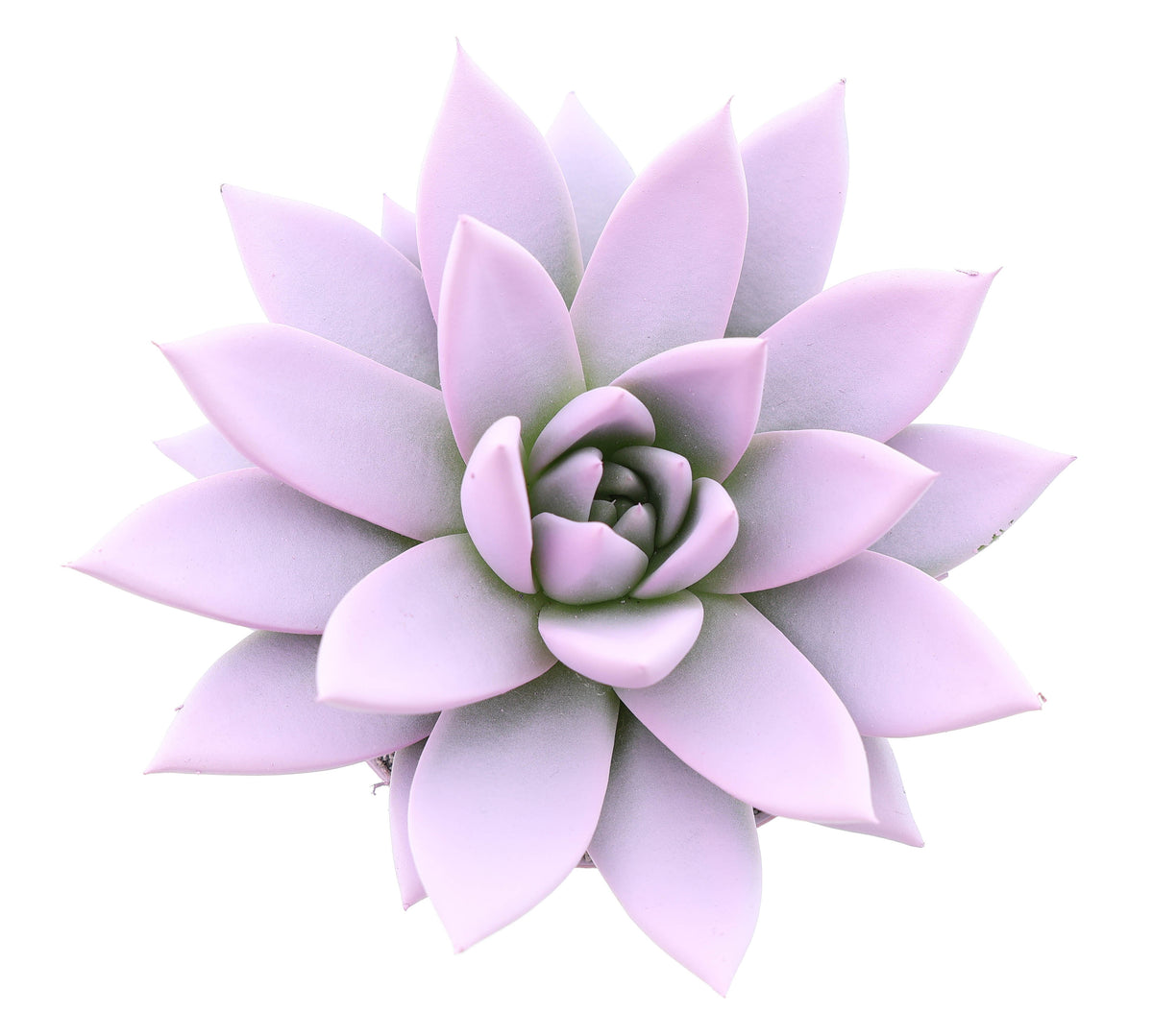 Rainbow baby pink 10cm 8.5cm Pot