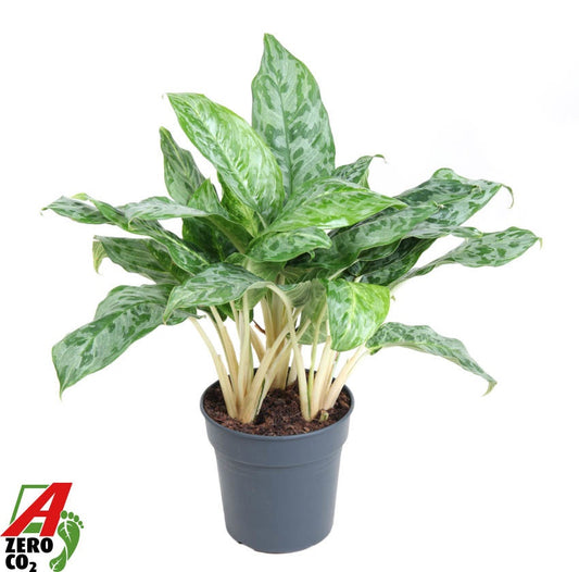 Aglaonema Peacock 60cm 24cm Pot
