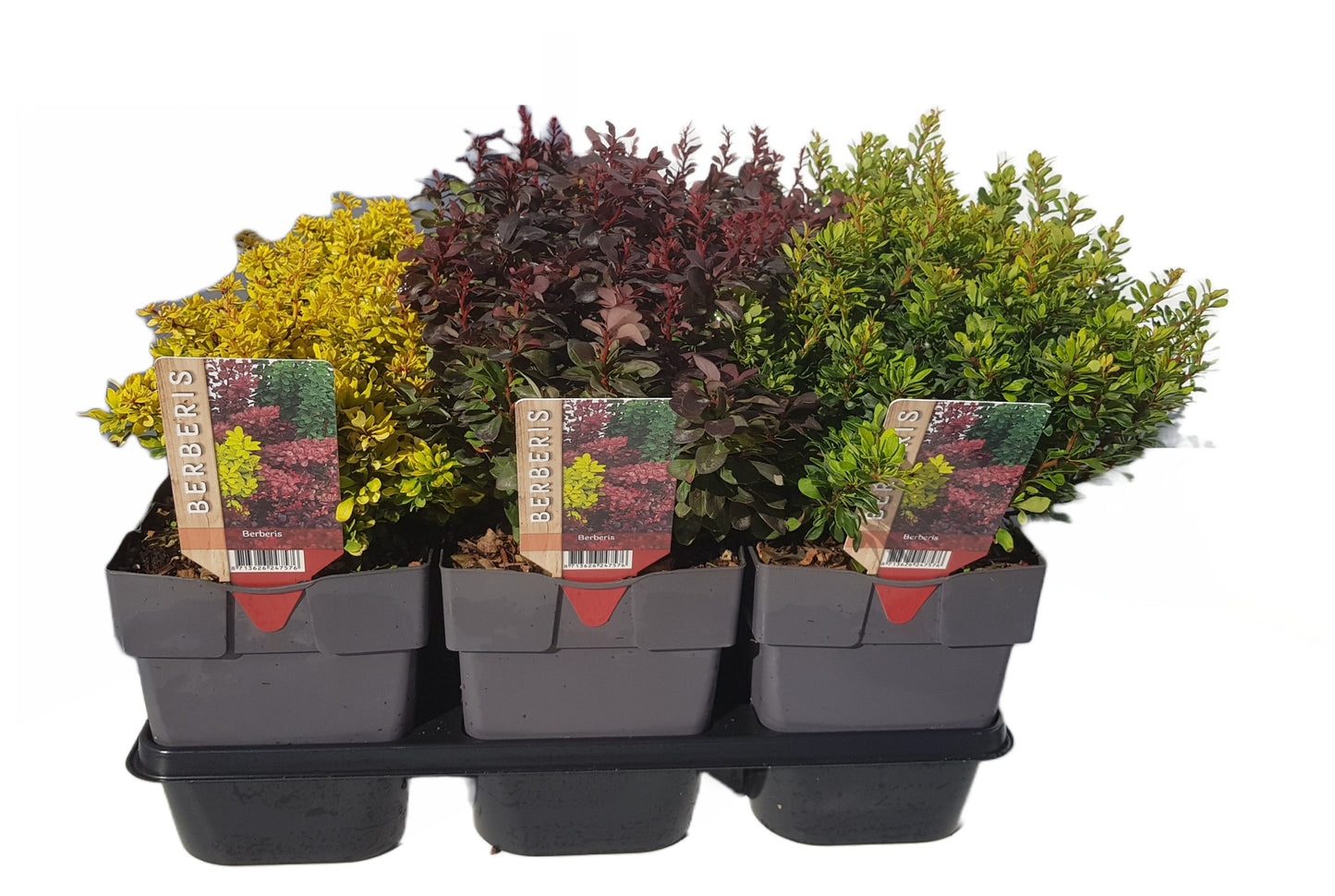Berberis thunbergii mix 35cm 17cm Pot
