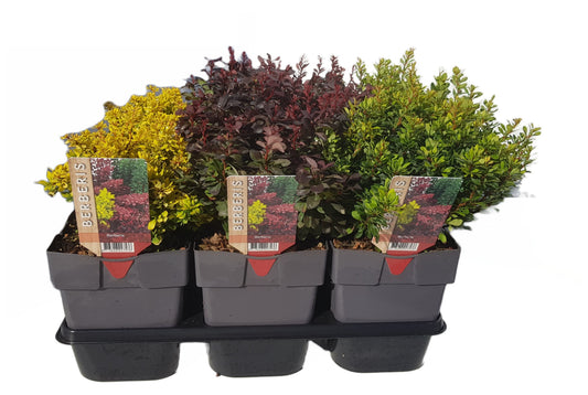 Berberis overig 35cm 17cm Pot