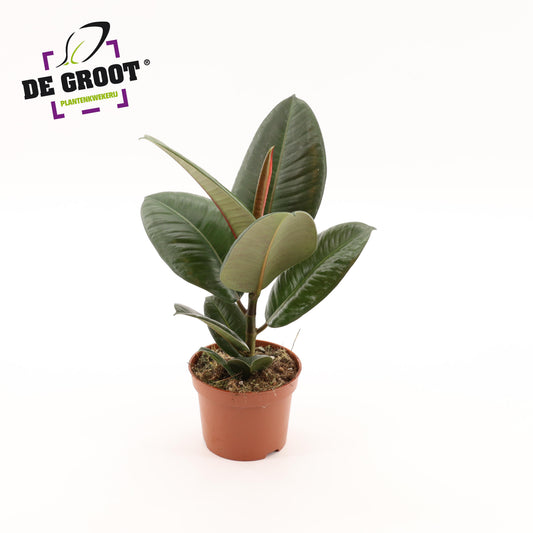 Ficus Robusta 35cm 12cm Pot