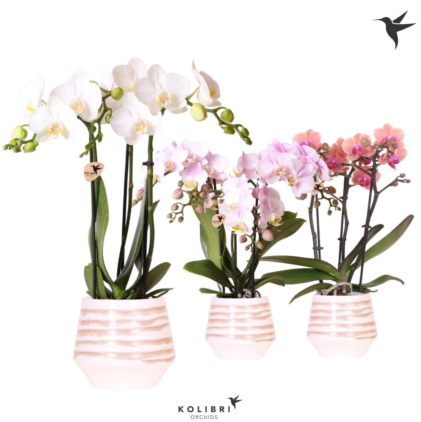Kolibri Orchids Phalaenopsis mix 3 spike in Moonstone pot white 40cm 9cm Pot