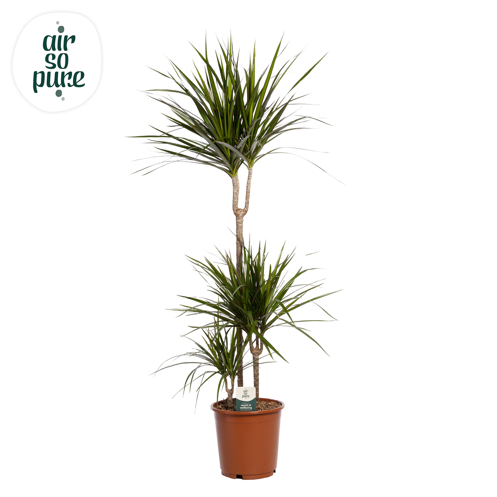 Dracaena marginata 125cm 24cm Pot