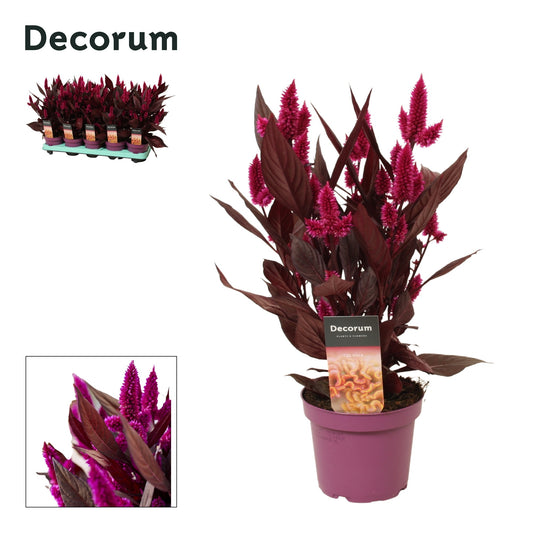 Celosia Mystic Shades 35cm 12cm Pot