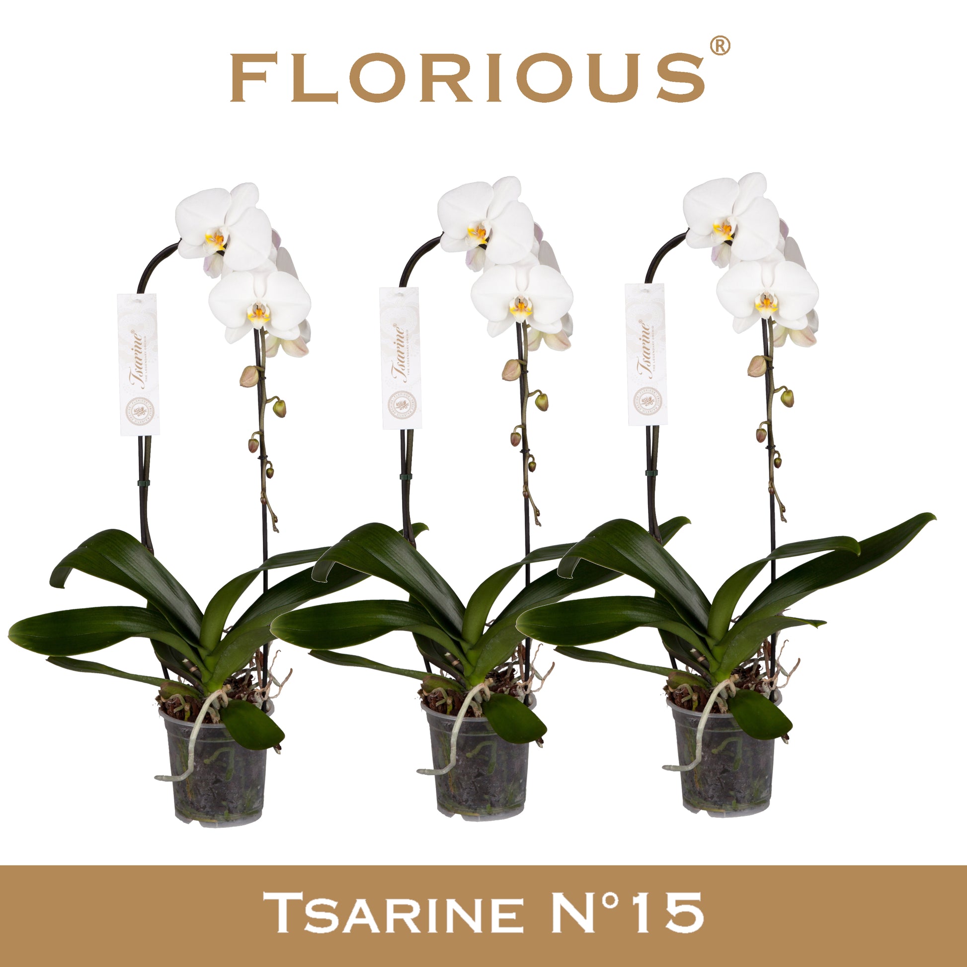 Phalaenopsis white 80cm 15cm Pot