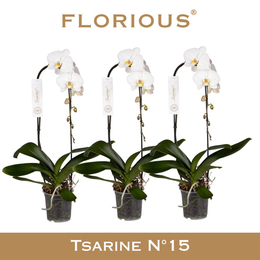 Phalaenopsis white 80cm 15cm Pot