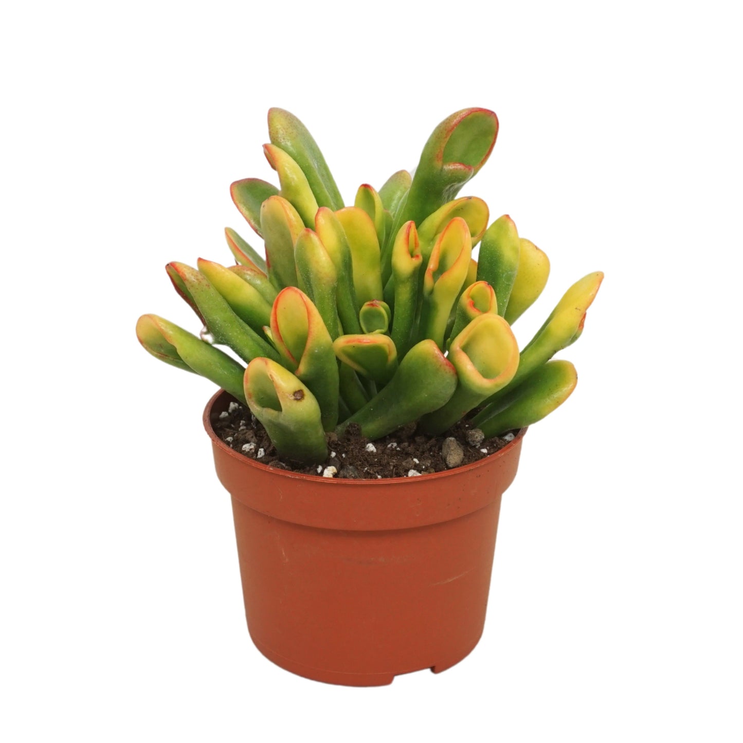Crassula Horn Tree 20cm 510cm Pot