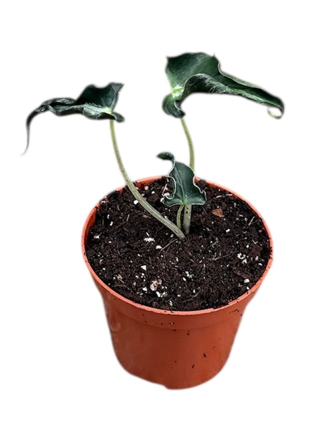 Alocasia amazonica 12cm 8cm Pot