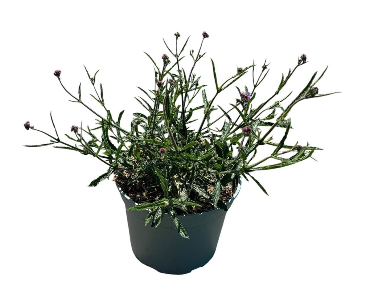 Verbena bonariensis Lollipop 45cm 19cm Pot