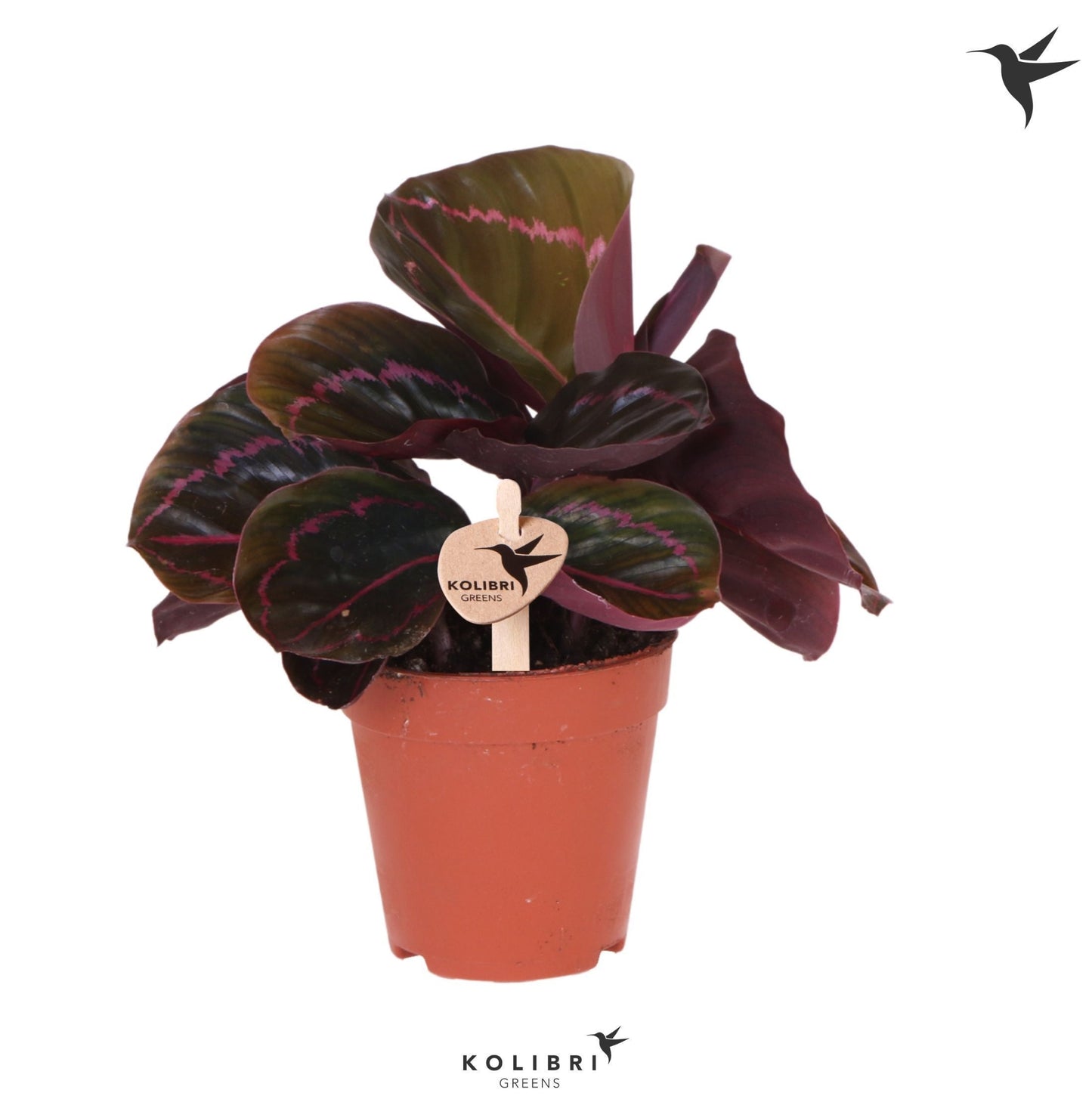 Calathea Dottie 23cm 9cm Pot