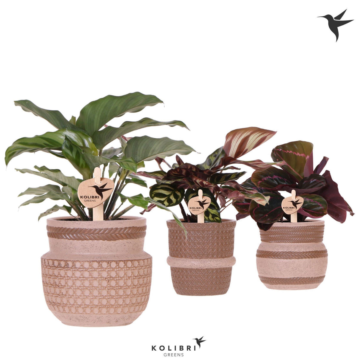 Calathea mix 24cm 9cm Pot