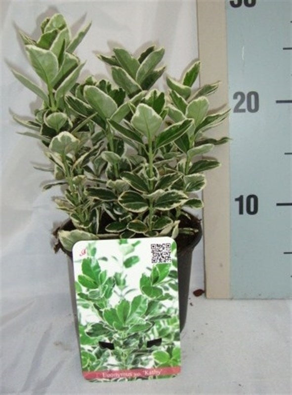 Roessel Tuinpl. VOF, B. v. Euonymus Kathy Pack of 8