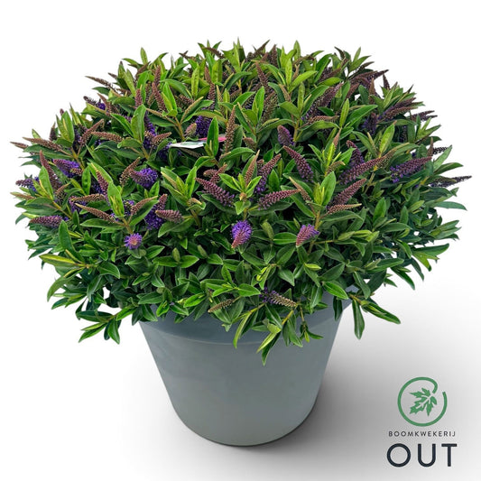 Hebe Hebedonna Britta 75cm 52cm Pot