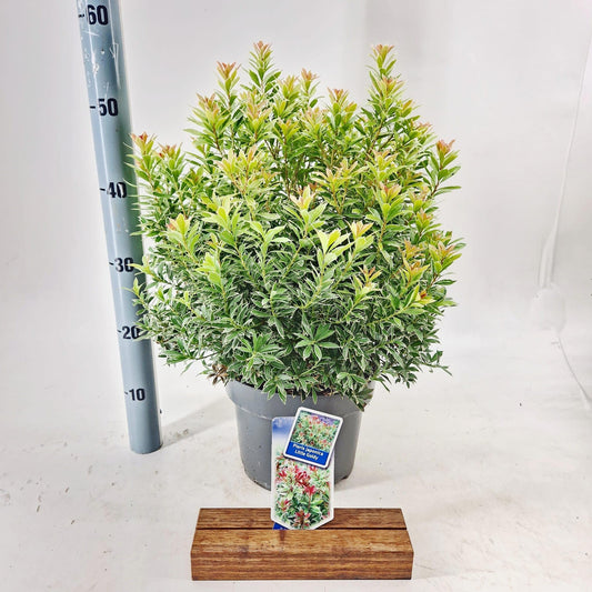 Pieris japonica 50cm 23cm Pot