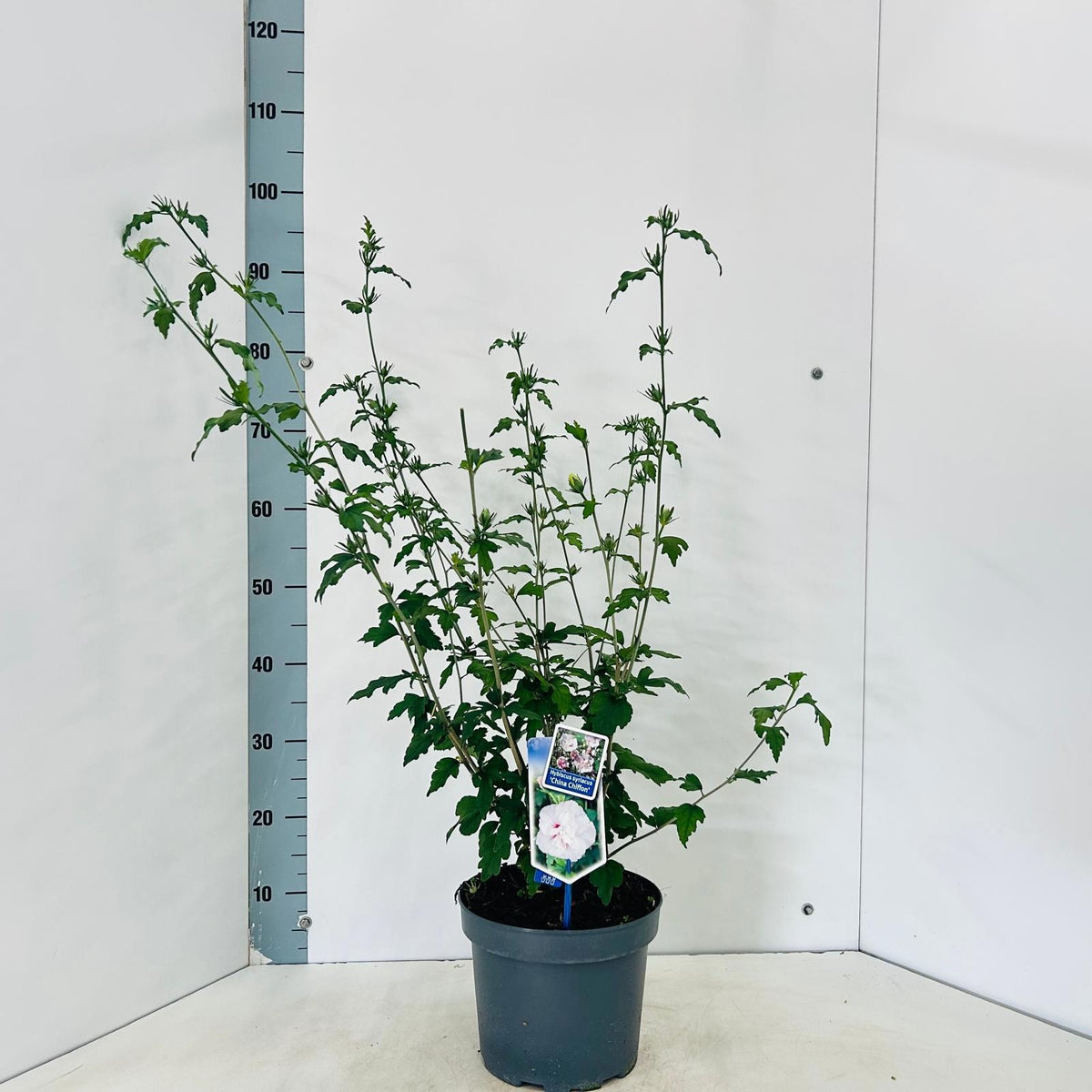 Hibiscus syriacus mix 90cm 23cm Pot