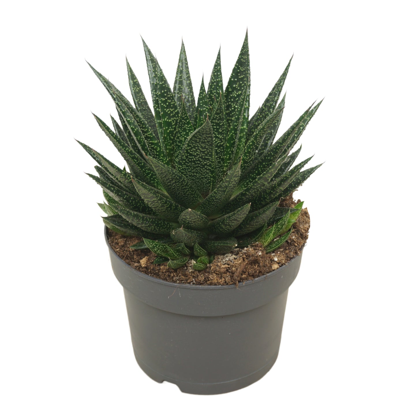Gasteria 25cm 17cm Pot