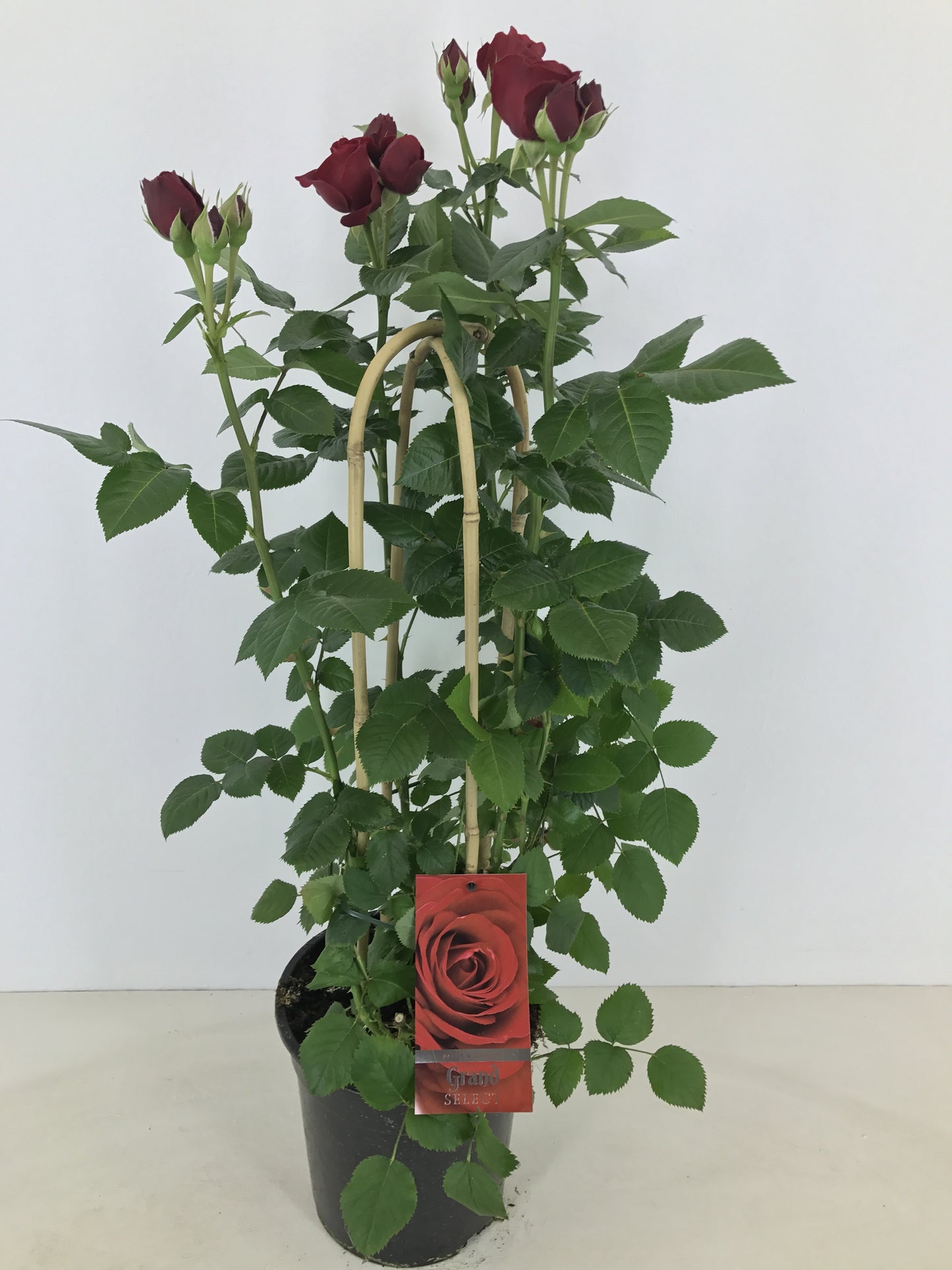 Rosa flor. Grand Select 75cm 22cm Pot