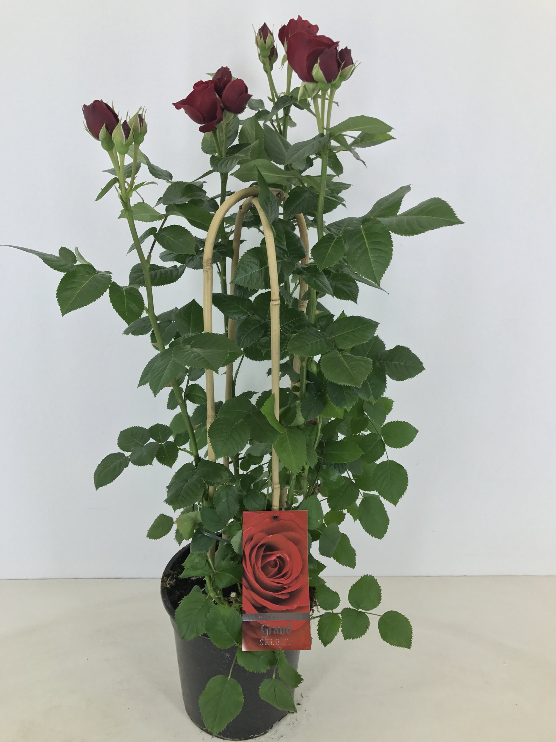 Rosa flor. Grand Select 75cm 22cm Pot