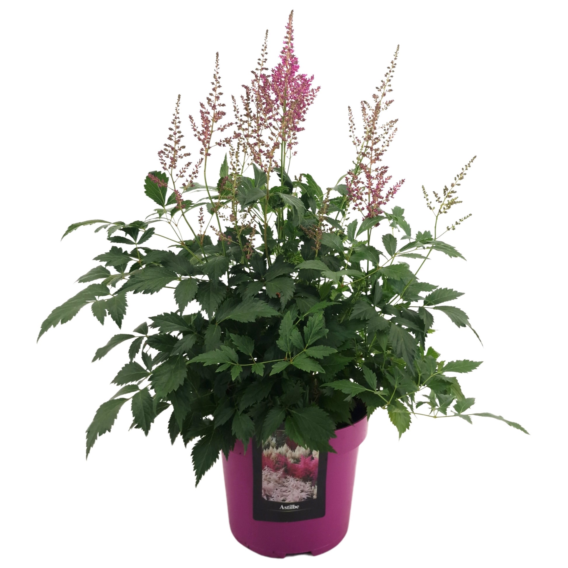 Astilbe purple 60cm 23cm Pot