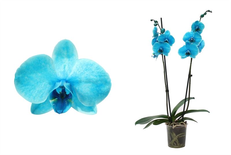 Phalaenopsis Hybrid 55cm 12cm Pot