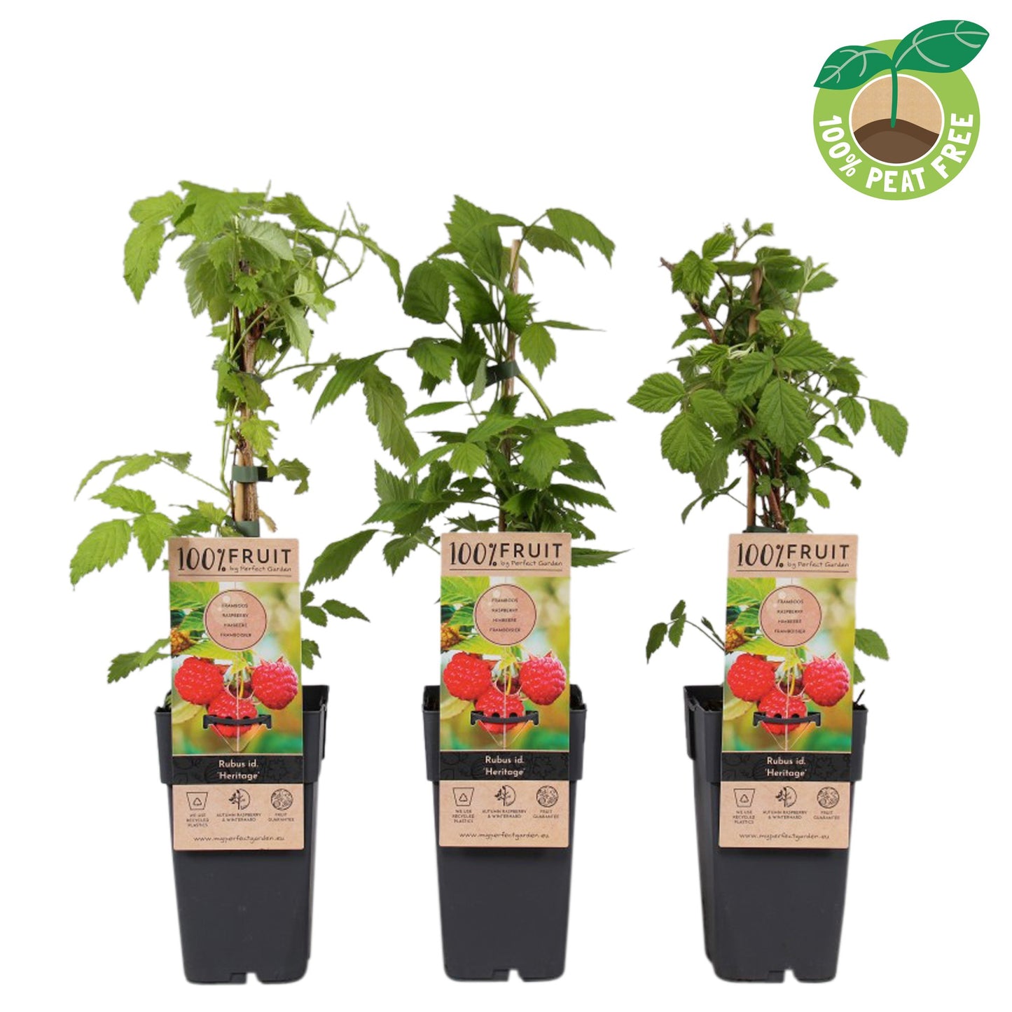 Streng Growers B.V. Rubus id. Heritage (BIO) Pack of 10