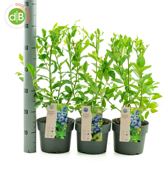 Vaccinium corymbosum 60cm 19cm Pot
