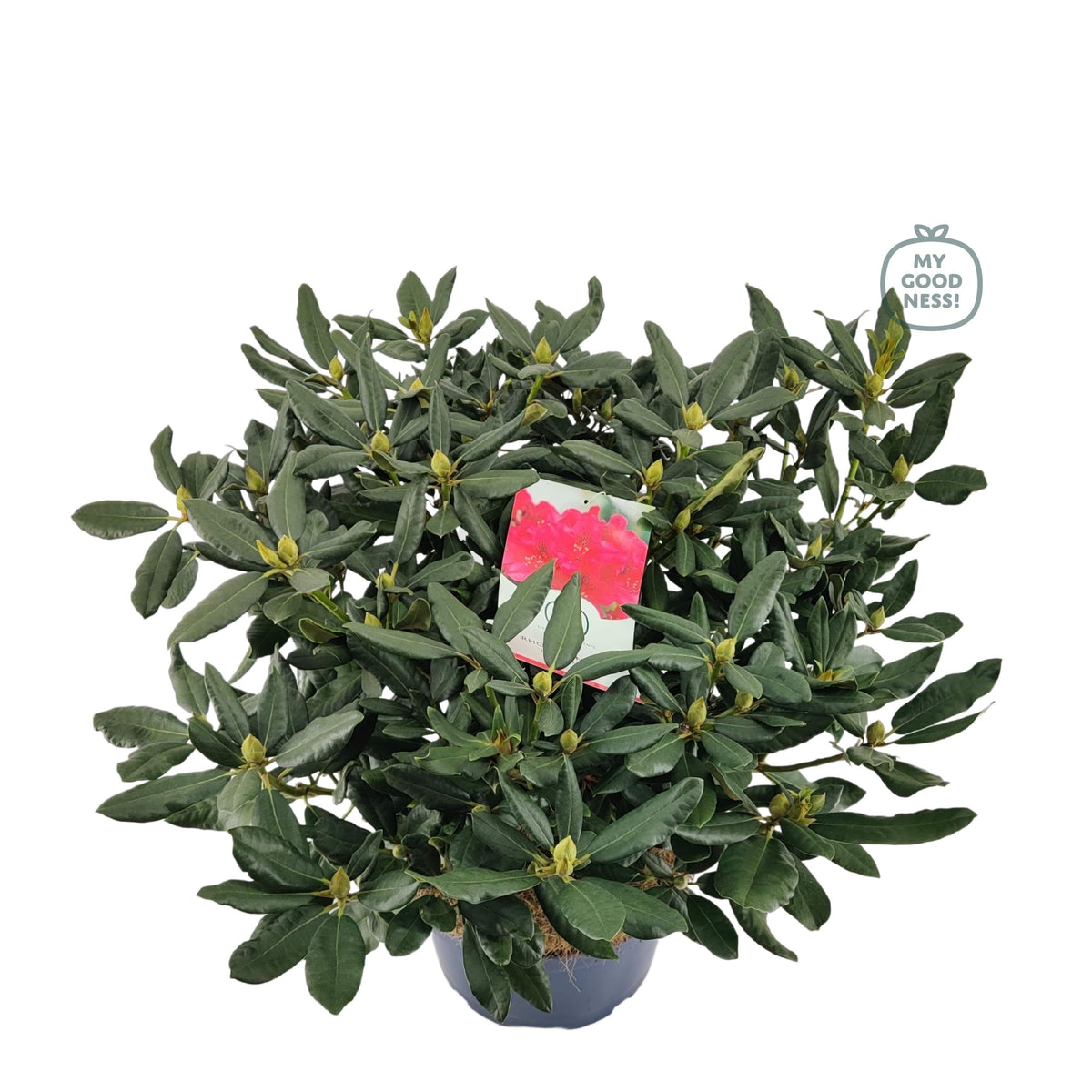 Rhododendron Nova Zembla 85cm 34cm Pot