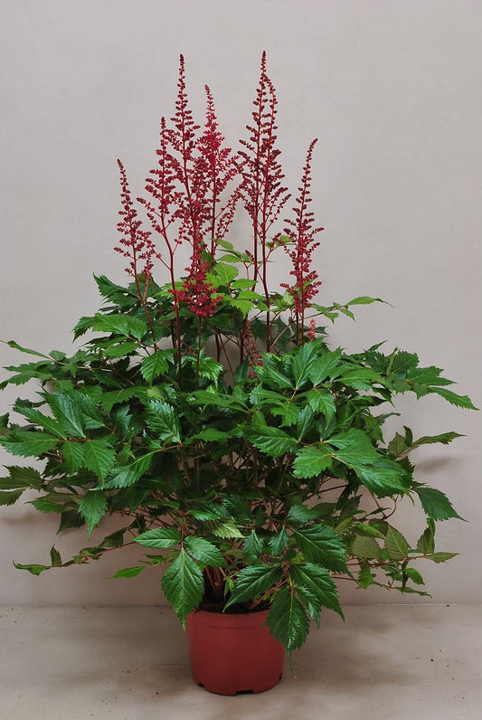 Astilbe ar. Fanal 70cm 15cm Pot