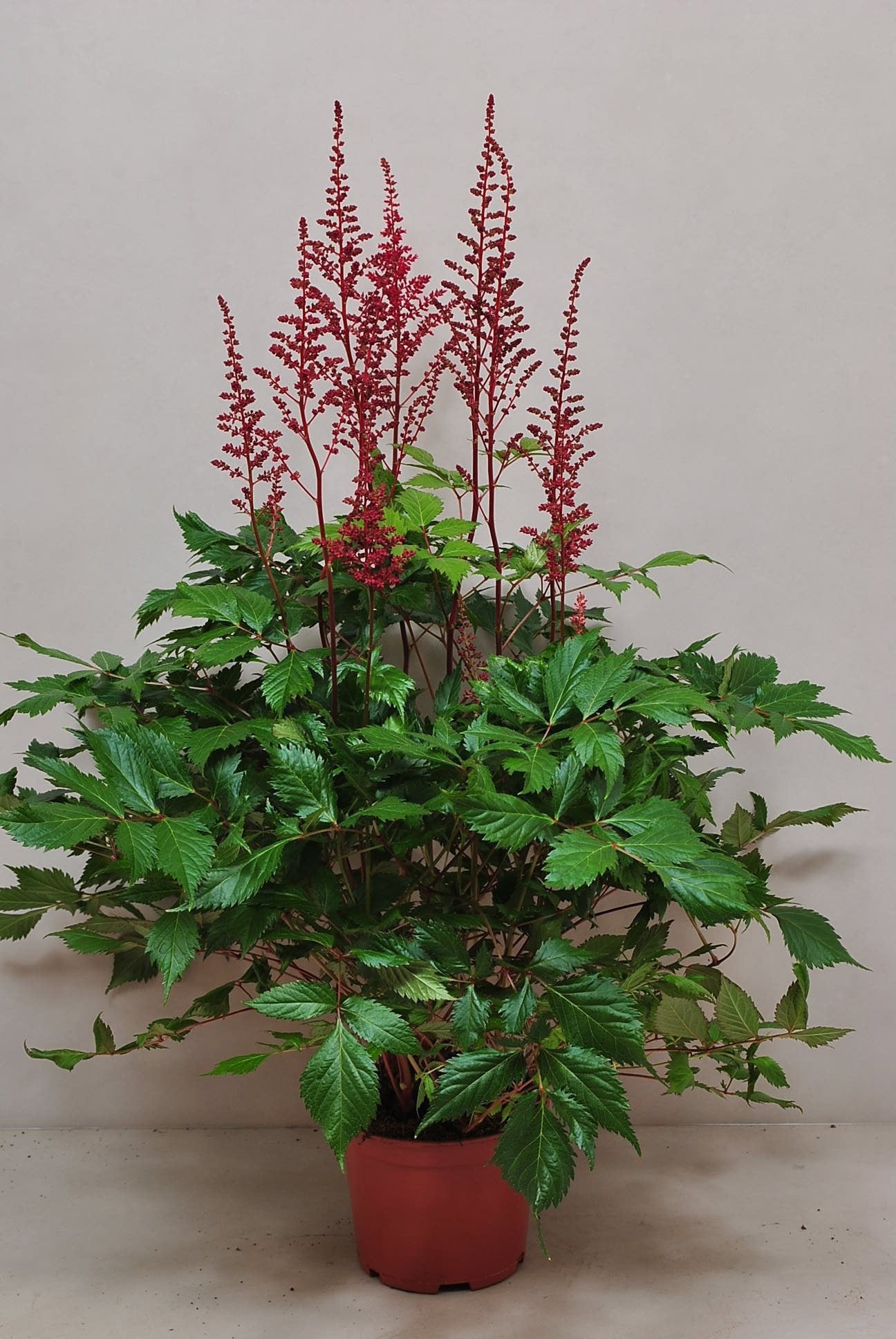 Meer, Hans Vd Astilbe ar. Fanal Pack of 6